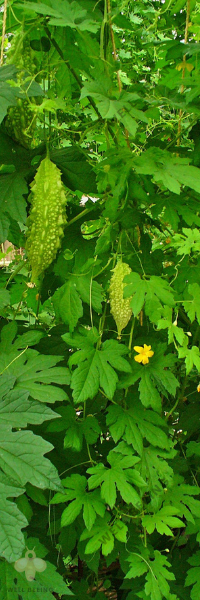 momordica